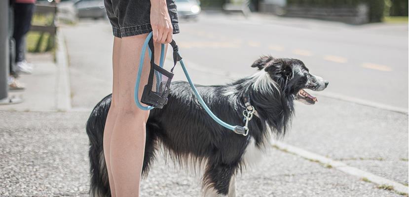 urlaub-mit-hund-ahrntal-valle-aurina-tv-ahrntal-martin-zimmerhofer