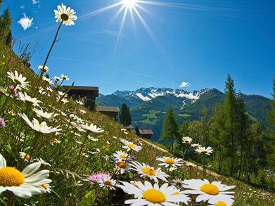 margeriten-ahrntal