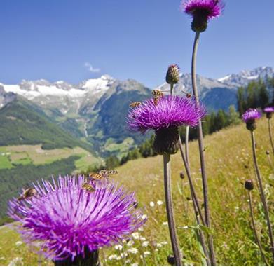 ahrntal-disteln-gorfer
