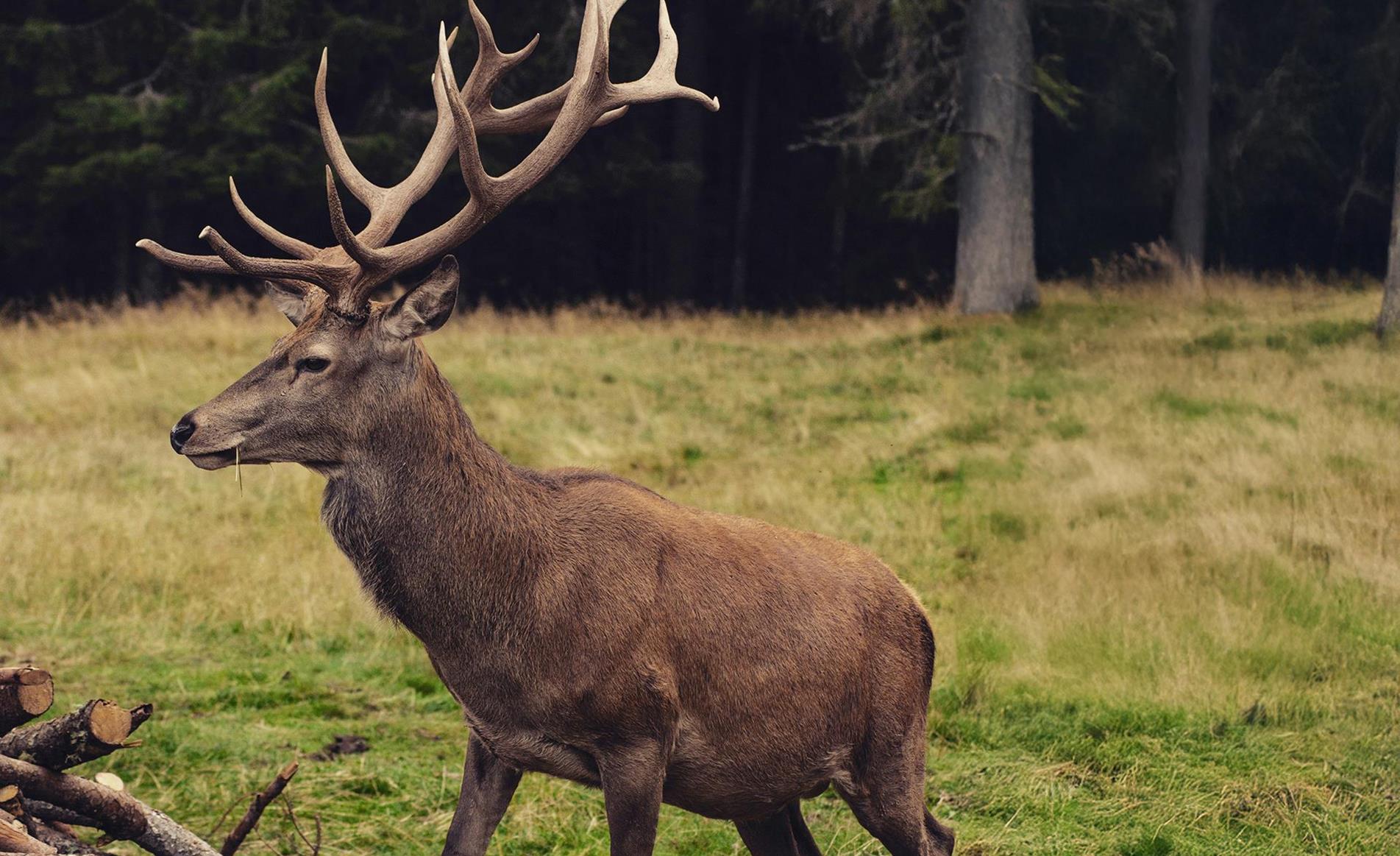 hirsch-andrea-chioldin-6lchsc9m2ra-unsplash