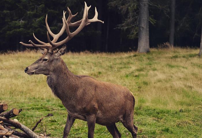 hirsch-andrea-chioldin-6lchsc9m2ra-unsplash