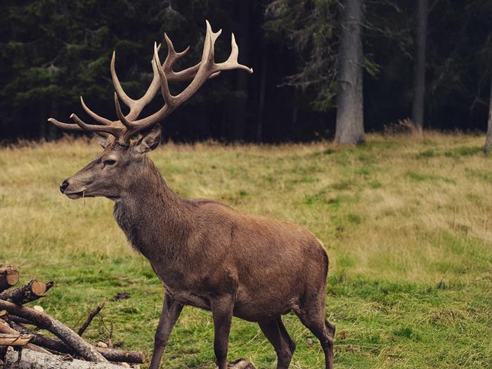 hirsch-andrea-chioldin-6lchsc9m2ra-unsplash