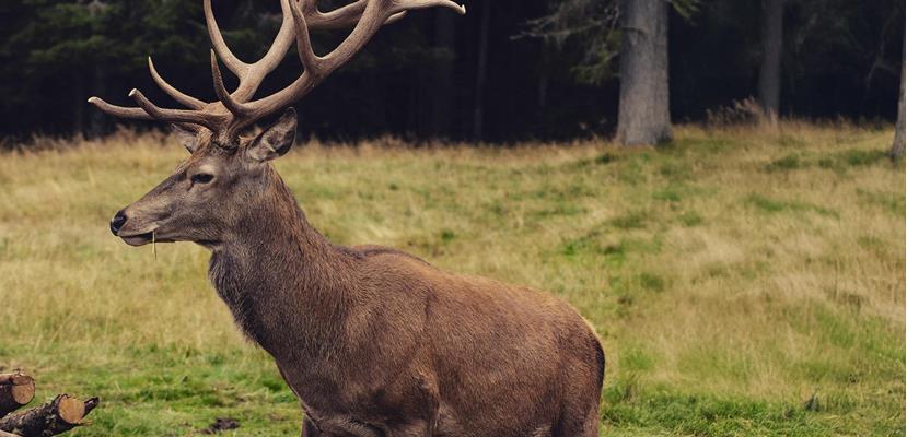 hirsch-andrea-chioldin-6lchsc9m2ra-unsplash