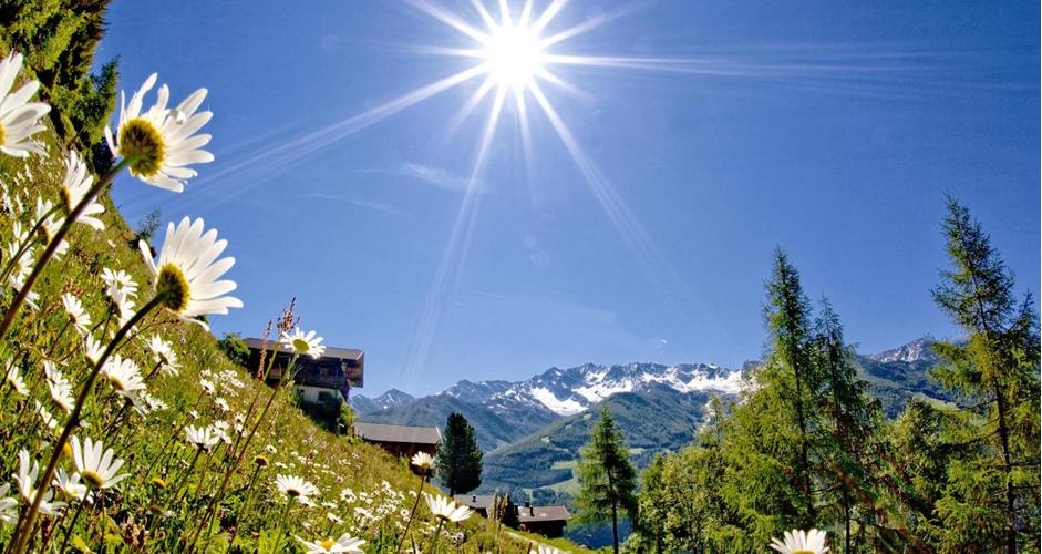 sunnsatweg-mit-margeriten-gorfer